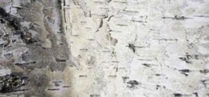 Dry, cracked bark representing mature skin with increased water los