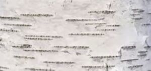 Young skin: water holding Smooth, hydrated bark representing youthful skin retaining moisture.