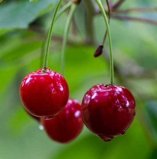 Bright red cherries on stems, symbolizing natural sources of antioxidants like Vitamin C