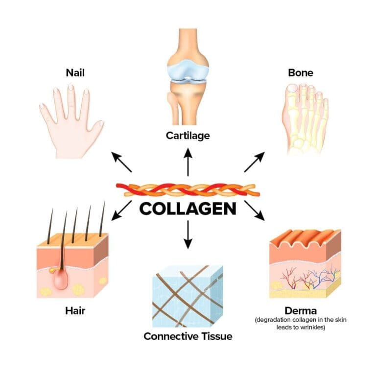 Collagen Infographic