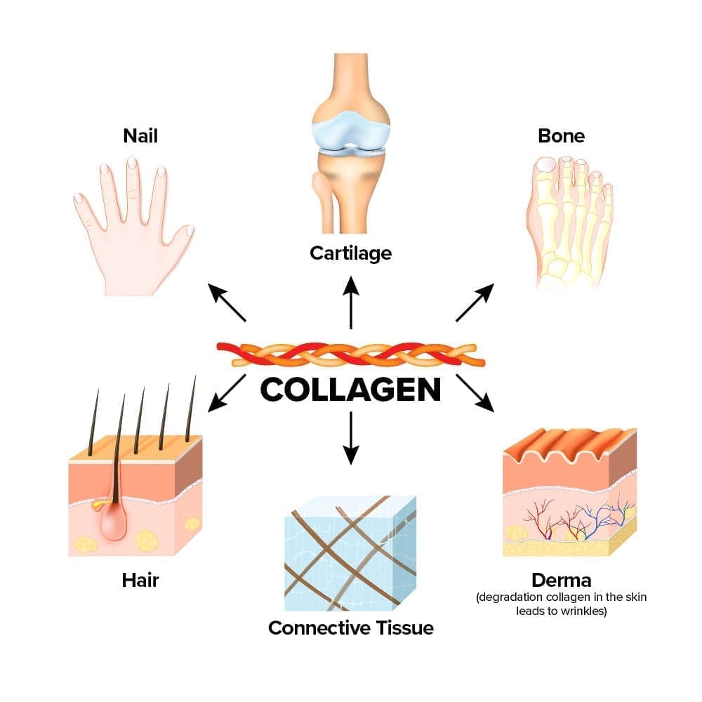 CollagenActiv