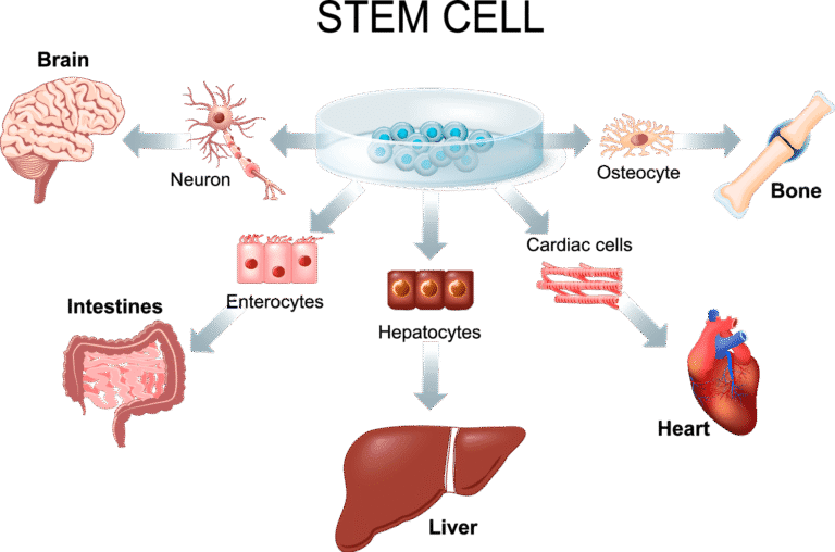 How Stem Cells Differentiate